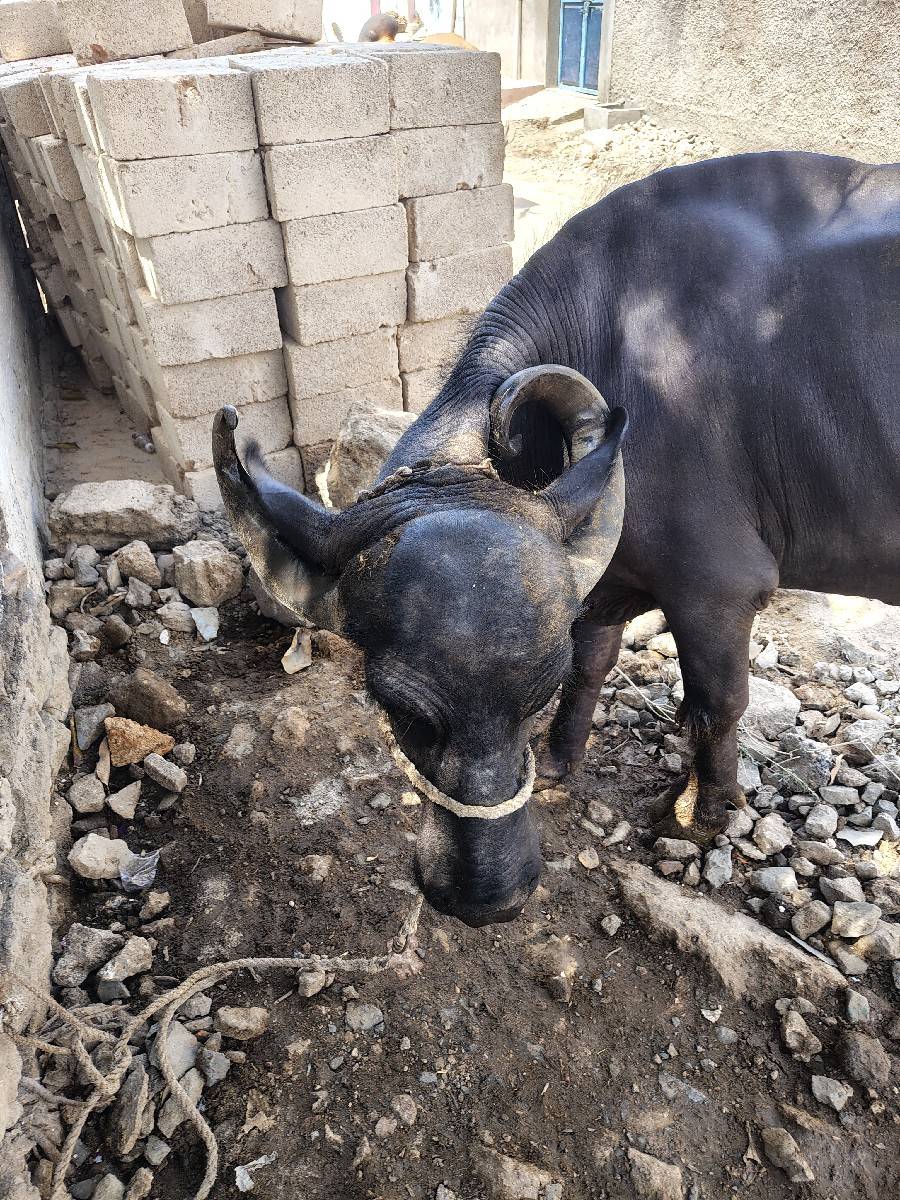 5લીટર 5.5વાણેલી