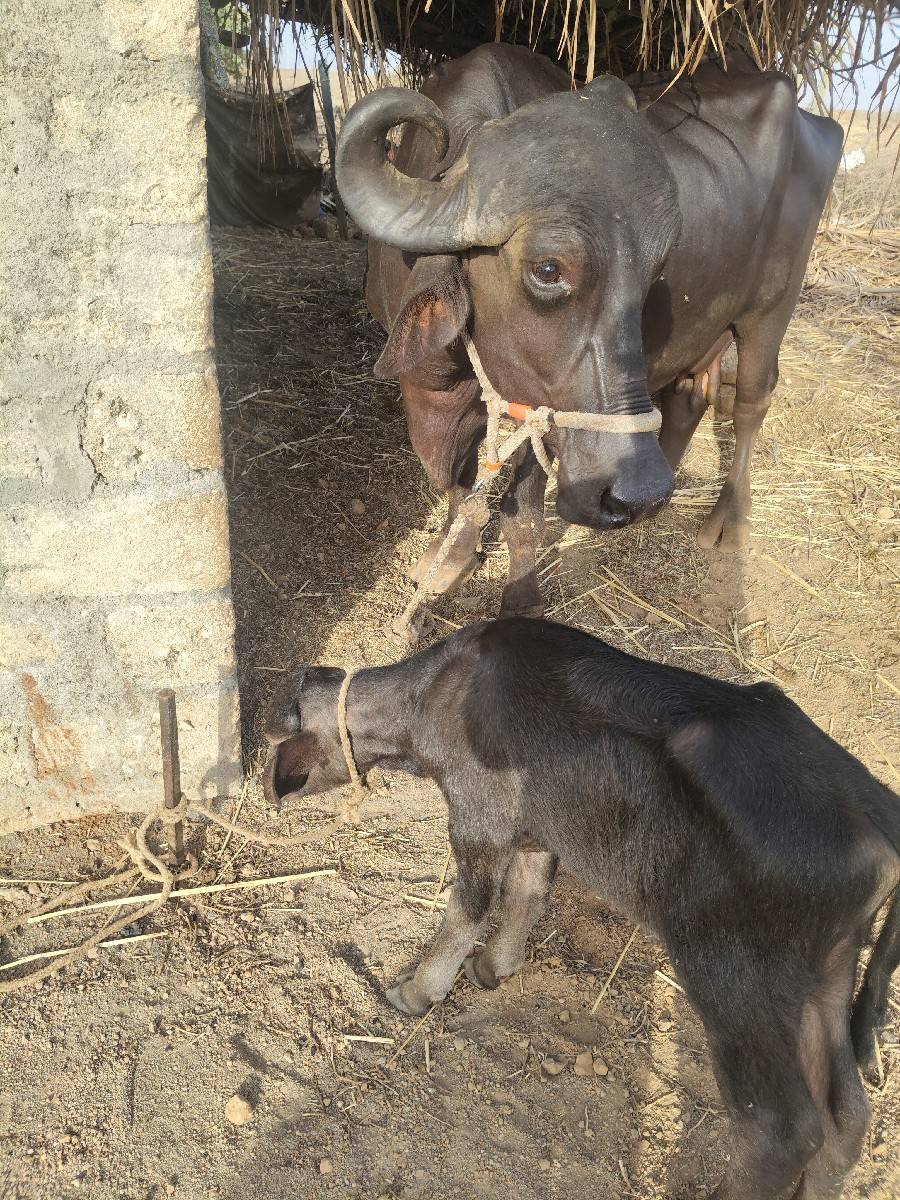 ખળેલી વેચવાની છે