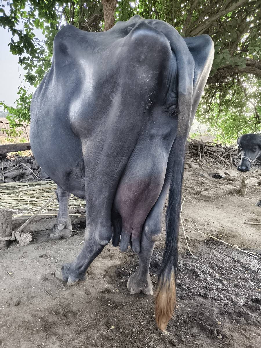ભેસ વેચવાની છે
