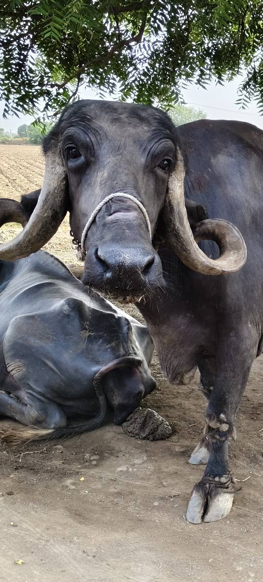 ભેસ વેચવાની છે