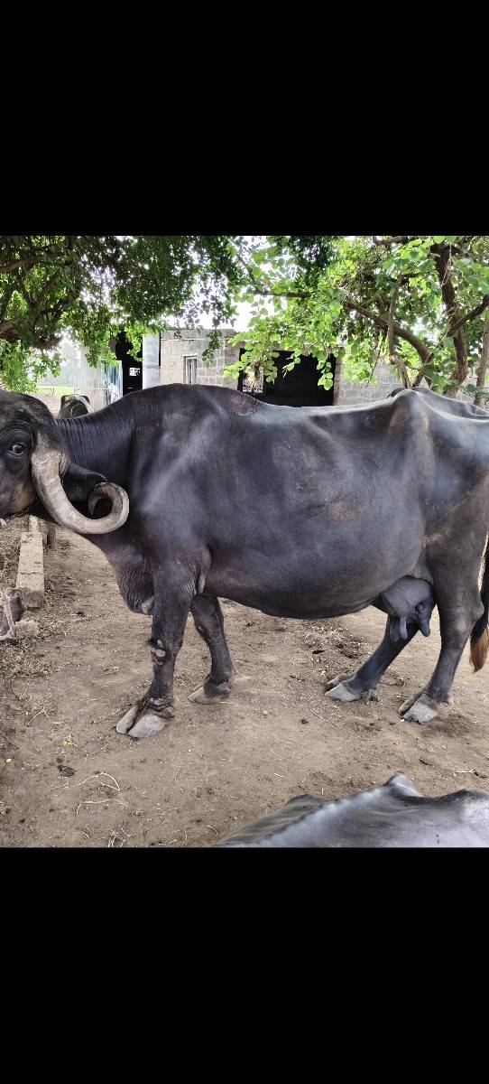 ભેસ વેચવાની છે