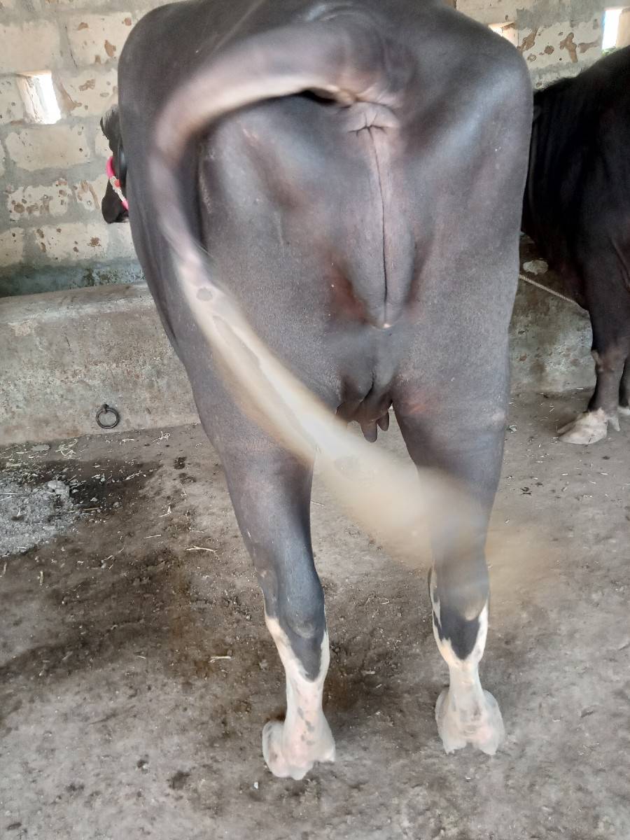 ભેંસ વેચવાની છે.