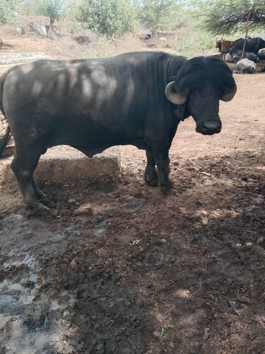 પાડો વેચવાનો સે