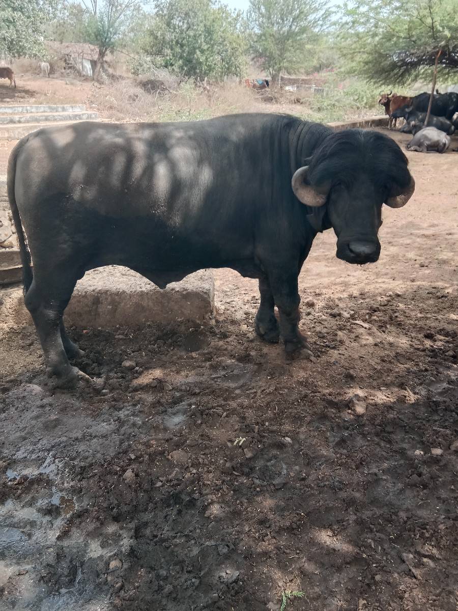 પાડો વેચવાનો સે