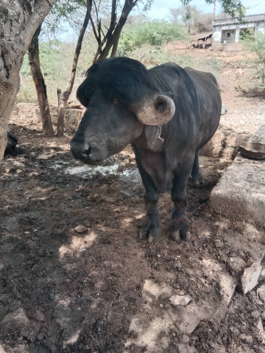 પાડો વેચવાનો સે