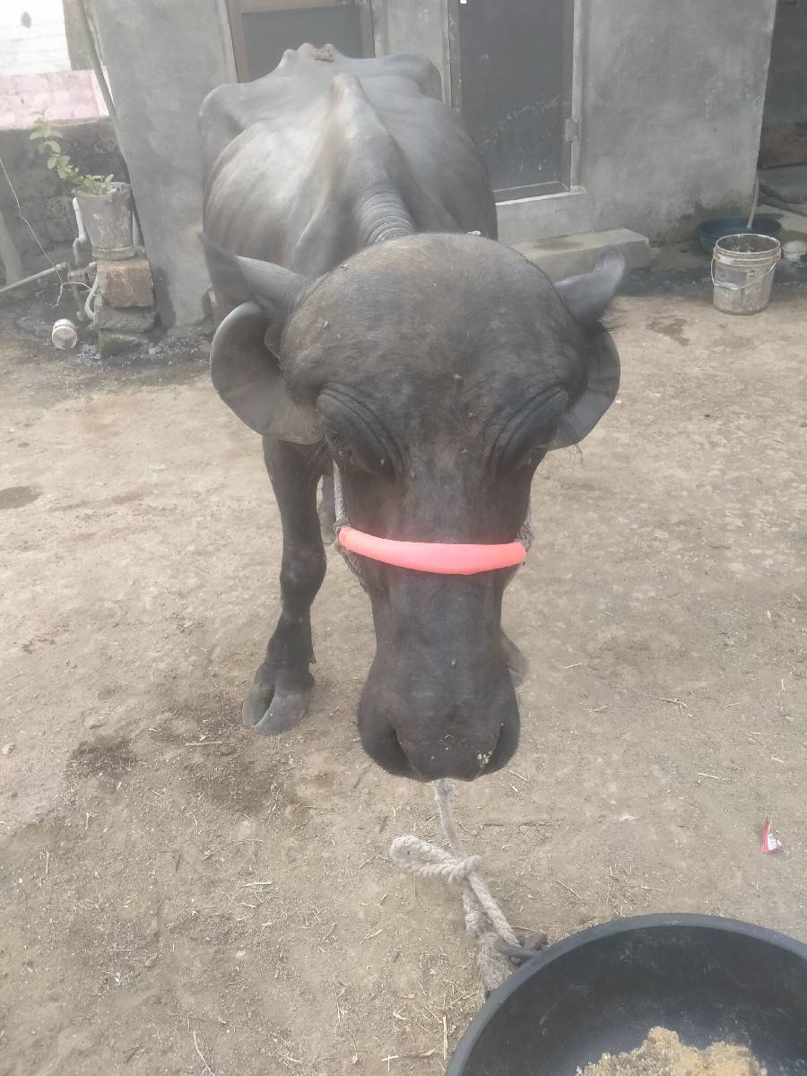 ભેંશ વેશવાનીછે