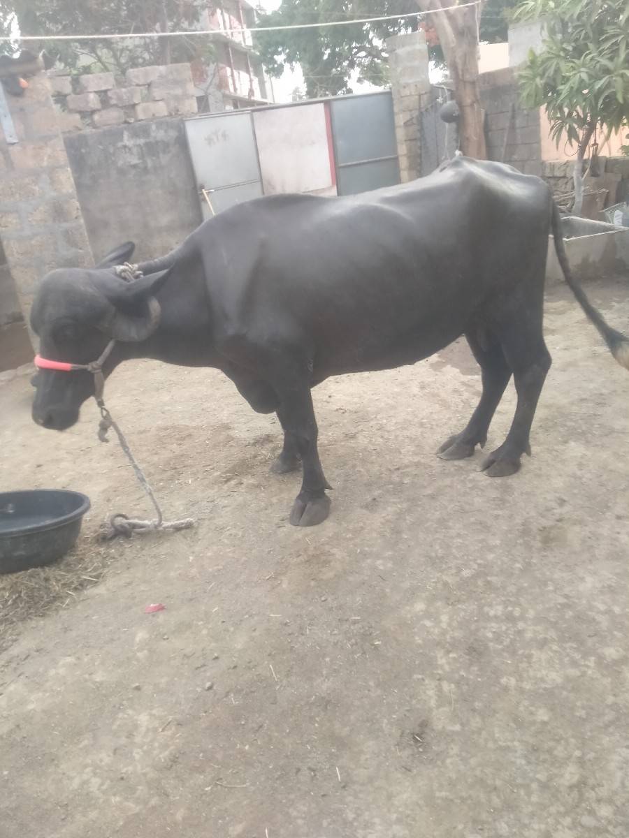 ભેંશ વેશવાનીછે