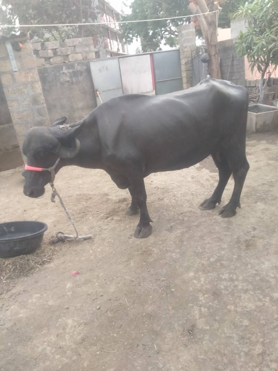 ભેંશ વેશવાનીછે