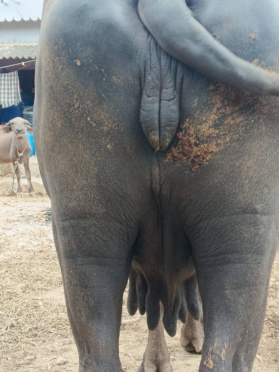 ભેંસ વેચવાની છે