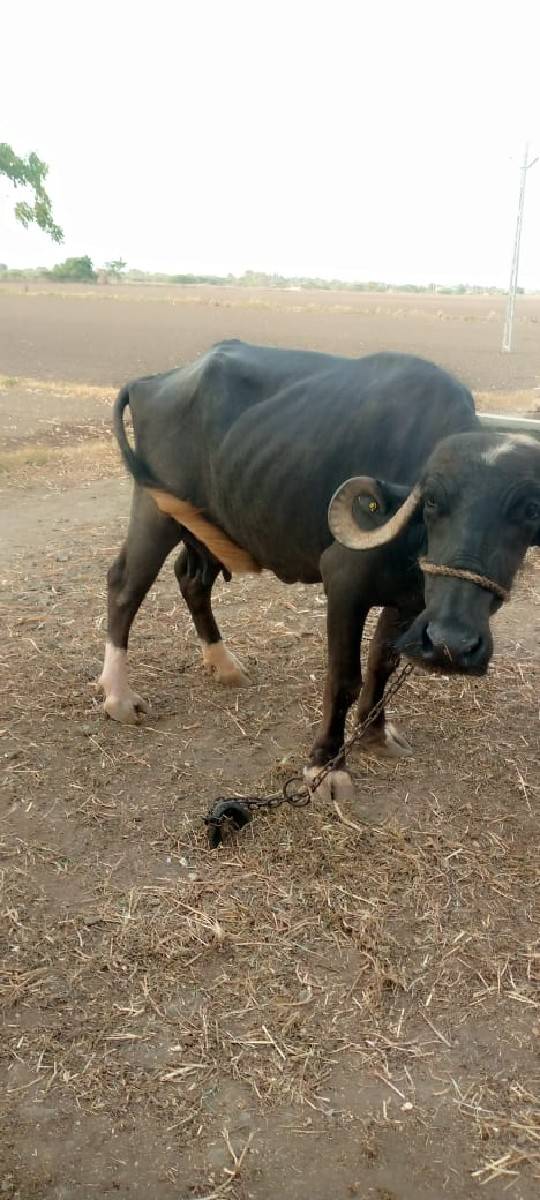 ભેંશ વેસવા‌ ની સે