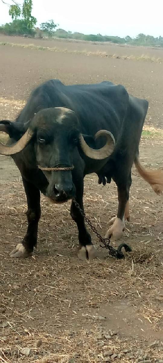 ભેંશ વેસવા‌ ની સે