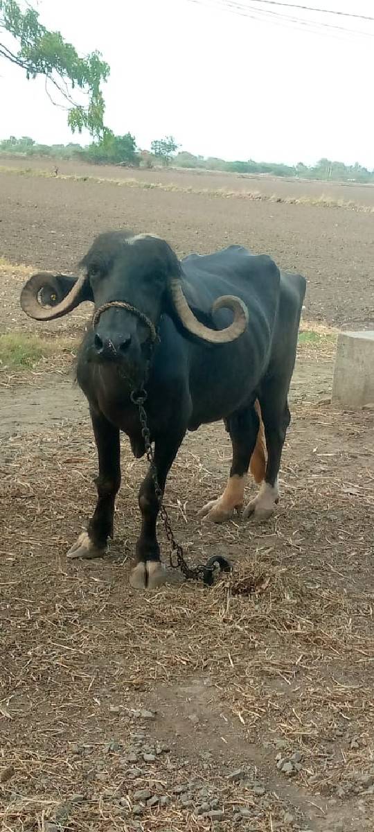 ભેંશ વેસવા‌ ની સે