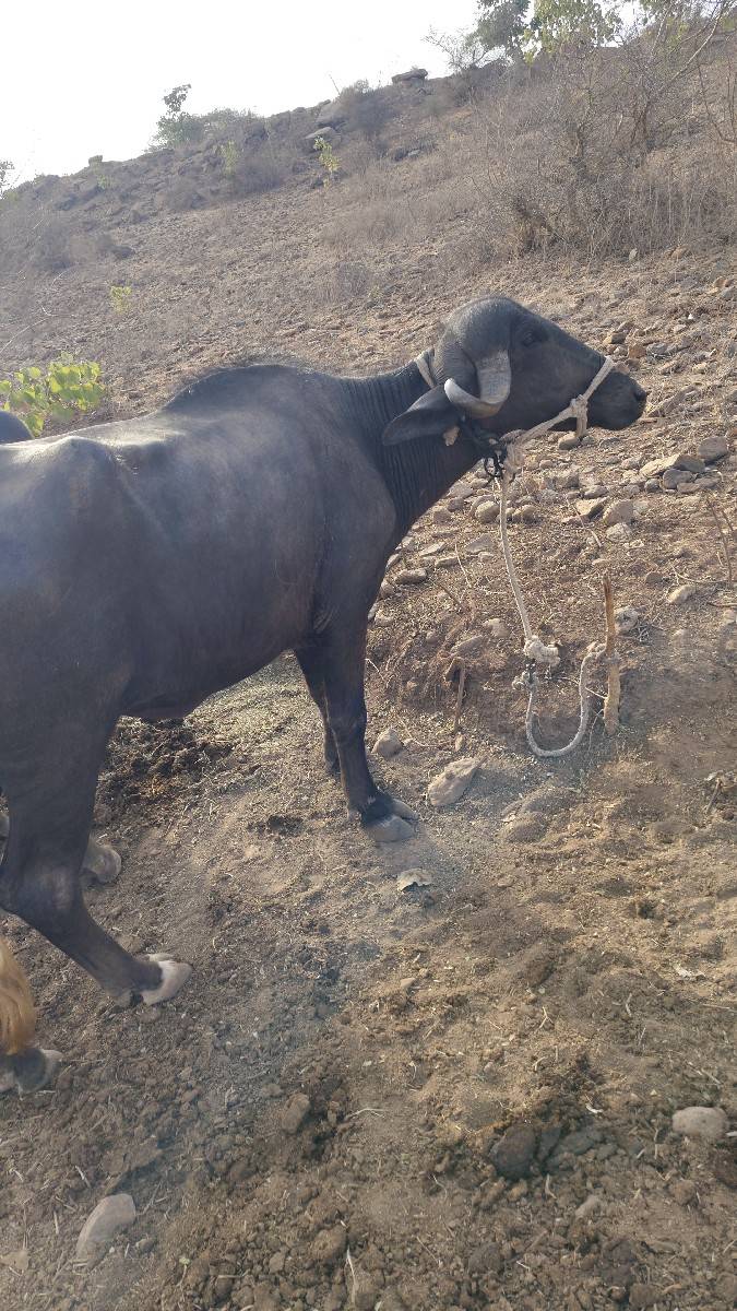 3 વર્ષ ની છે