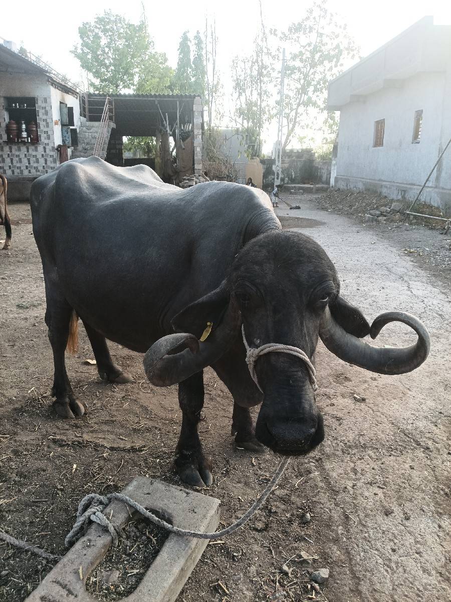 ભેંસ વેચવાની છે