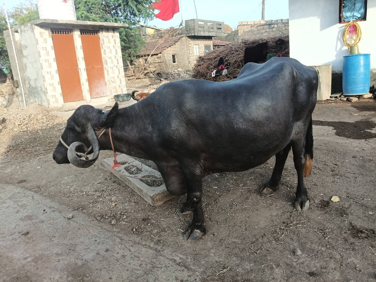 ભેંસ વેચવાની છે