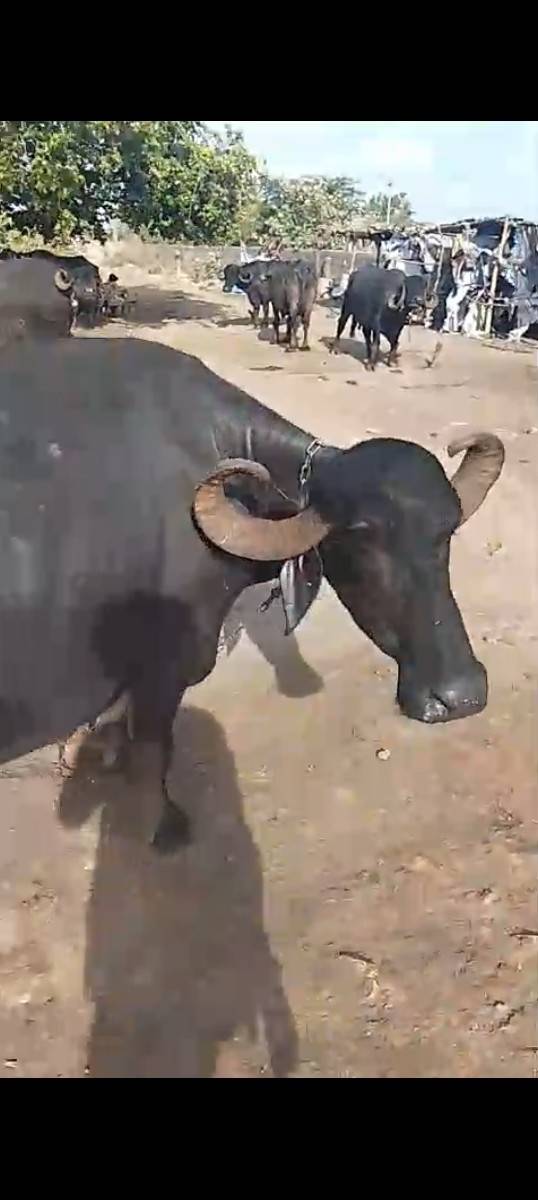 આ ભેંસ વહેંચવા ની છે