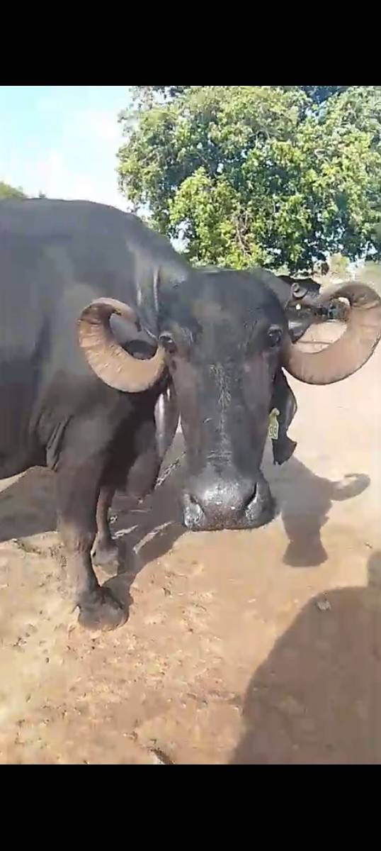 આ ભેંસ વહેંચવા ની છે