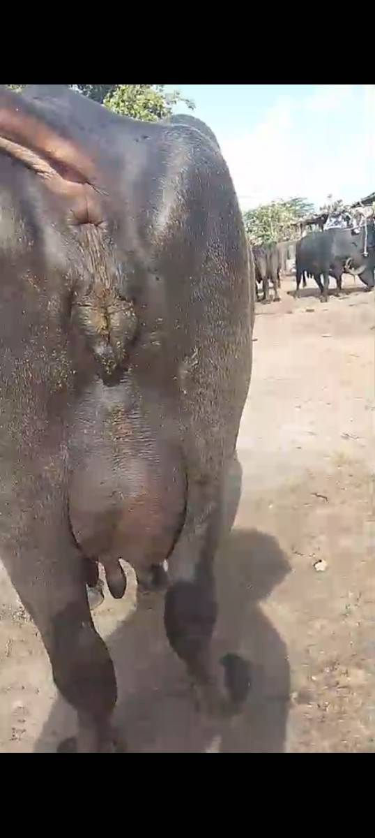 આ ભેંસ વહેંચવા ની છે