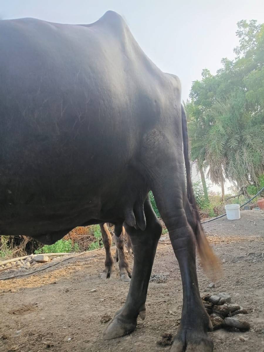 ભેંસ વેચવાની છે
