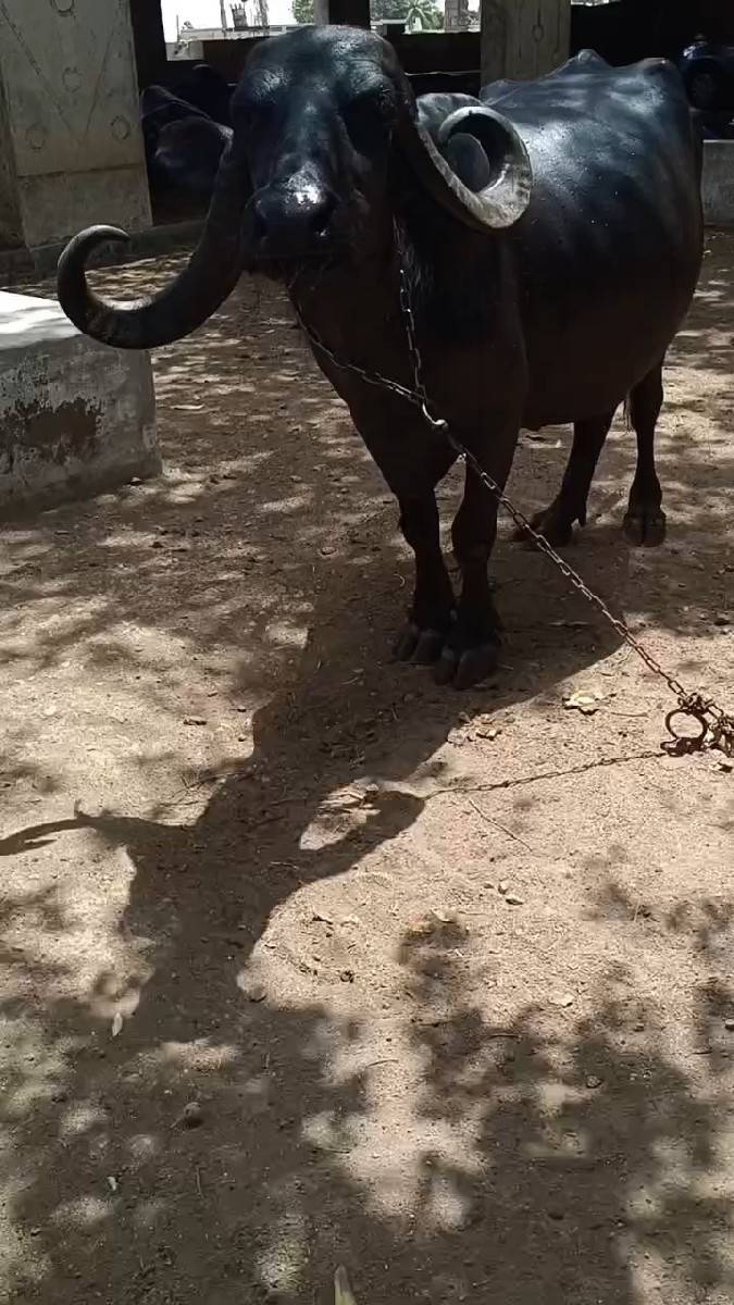 ભેંસ વેચવાની છે