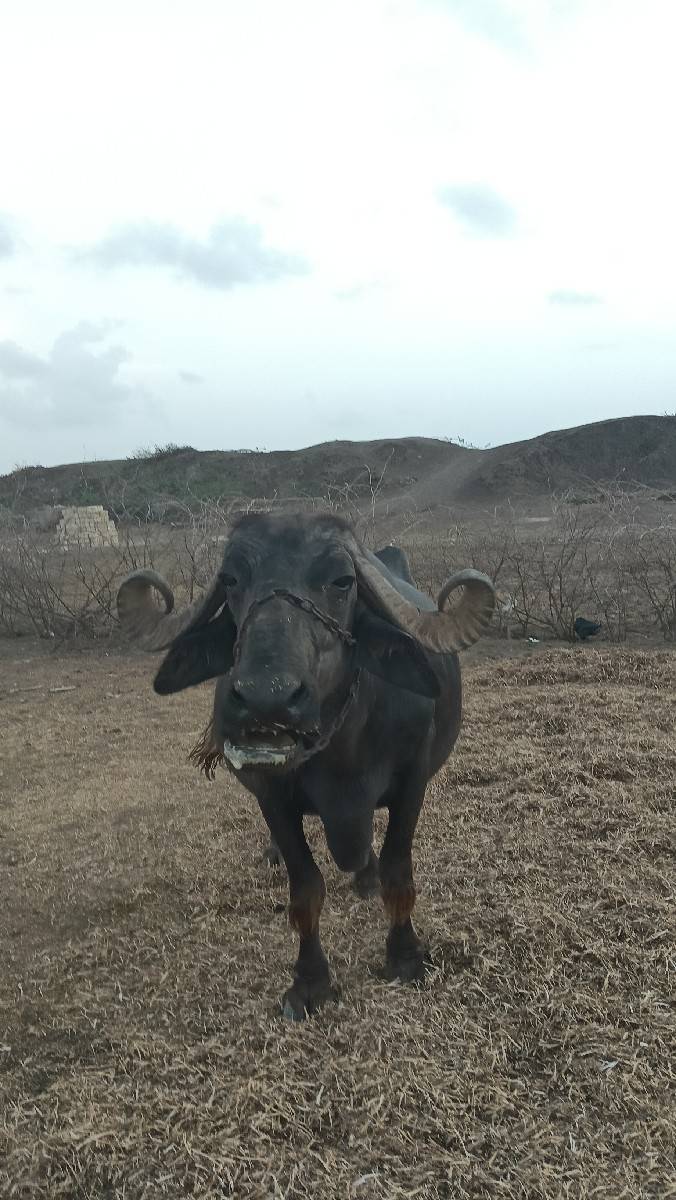 આ ભેંસ વેચવાની છે