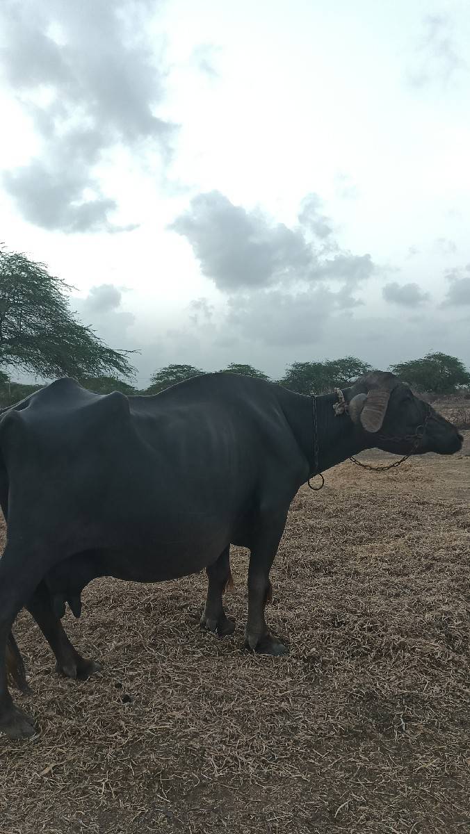 આ ભેંસ વેચવાની છે