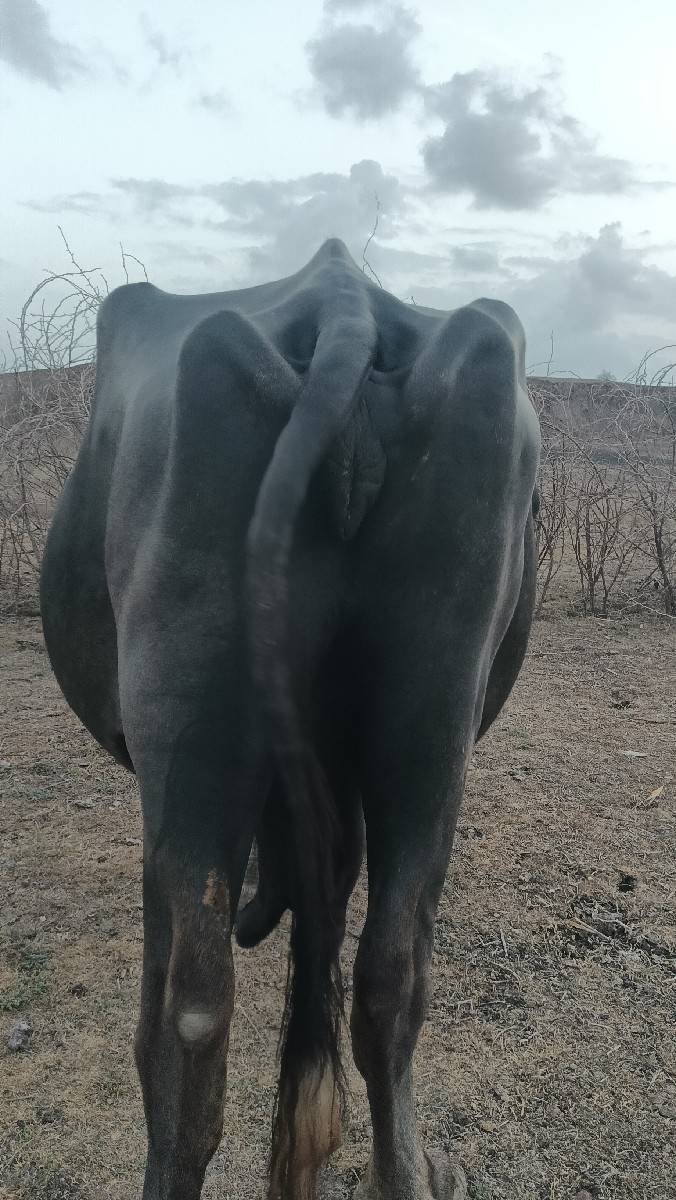 આ ભેંસ વેચવાની છે