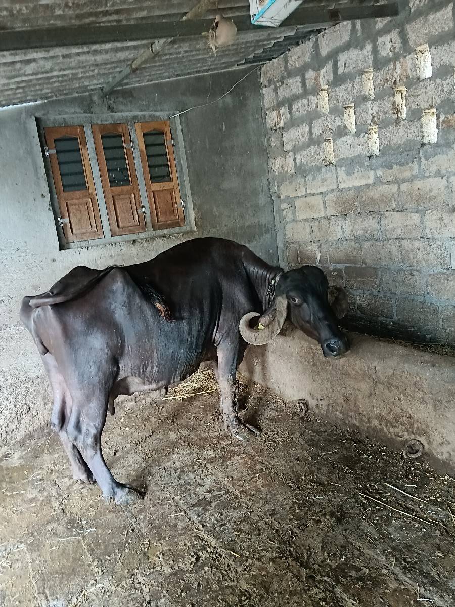 ત્રણ ભેંસ વેચવાની છે