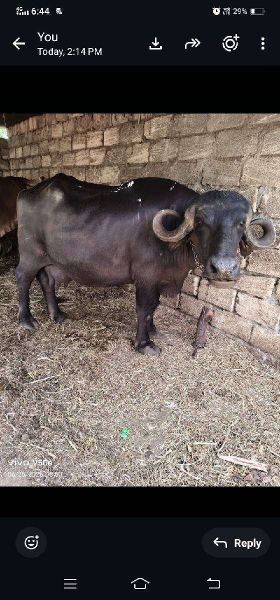 ઓરીજન જાફરાબાદ ભેસ વેસવાનિ છે