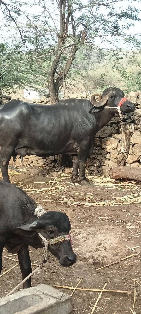 ભેંસ
