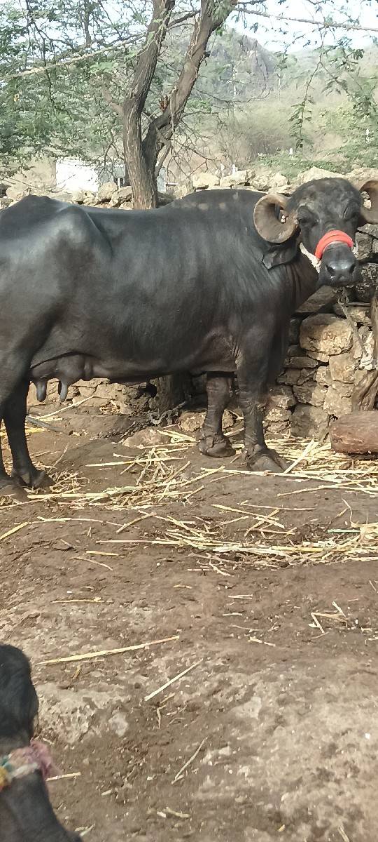 ભેંસ