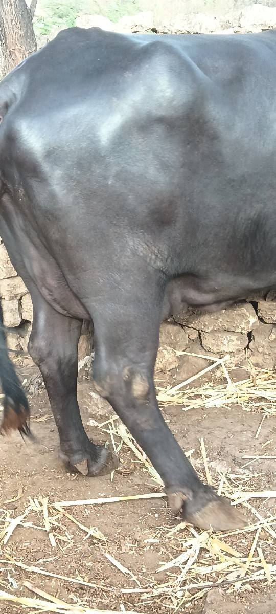 ભેંસ