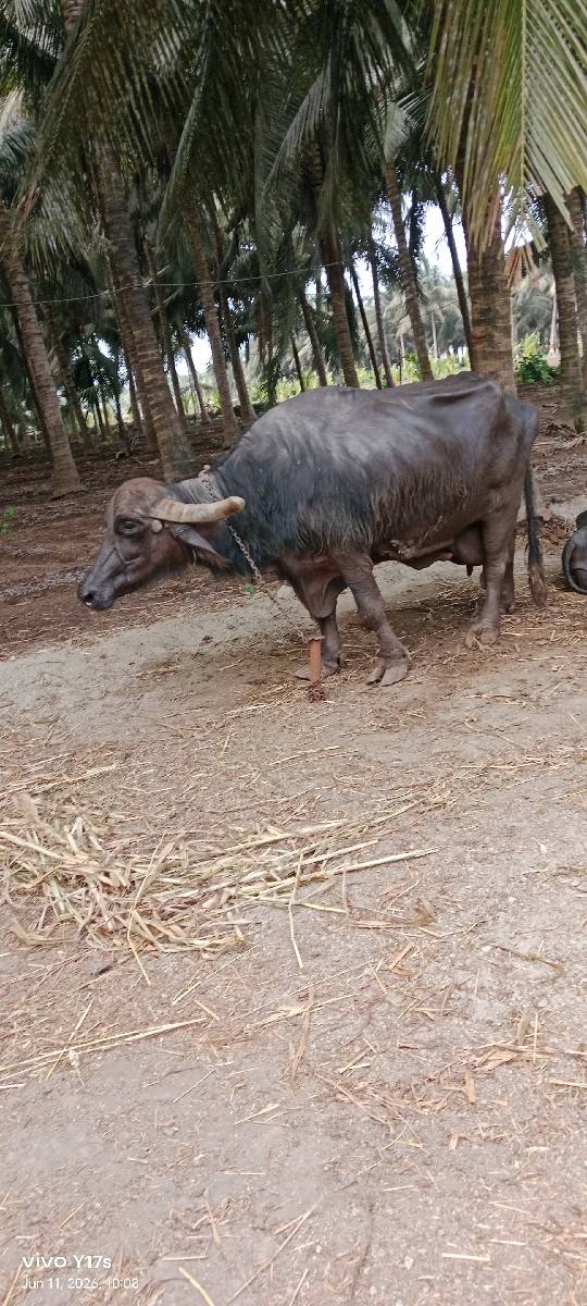 ભેંસ વેચવાની છે