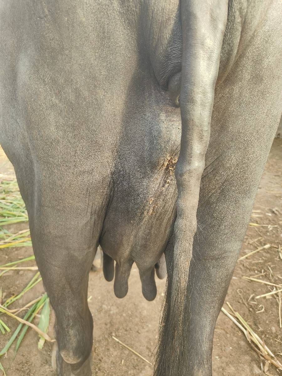 બીજું વેતર ખડેલી