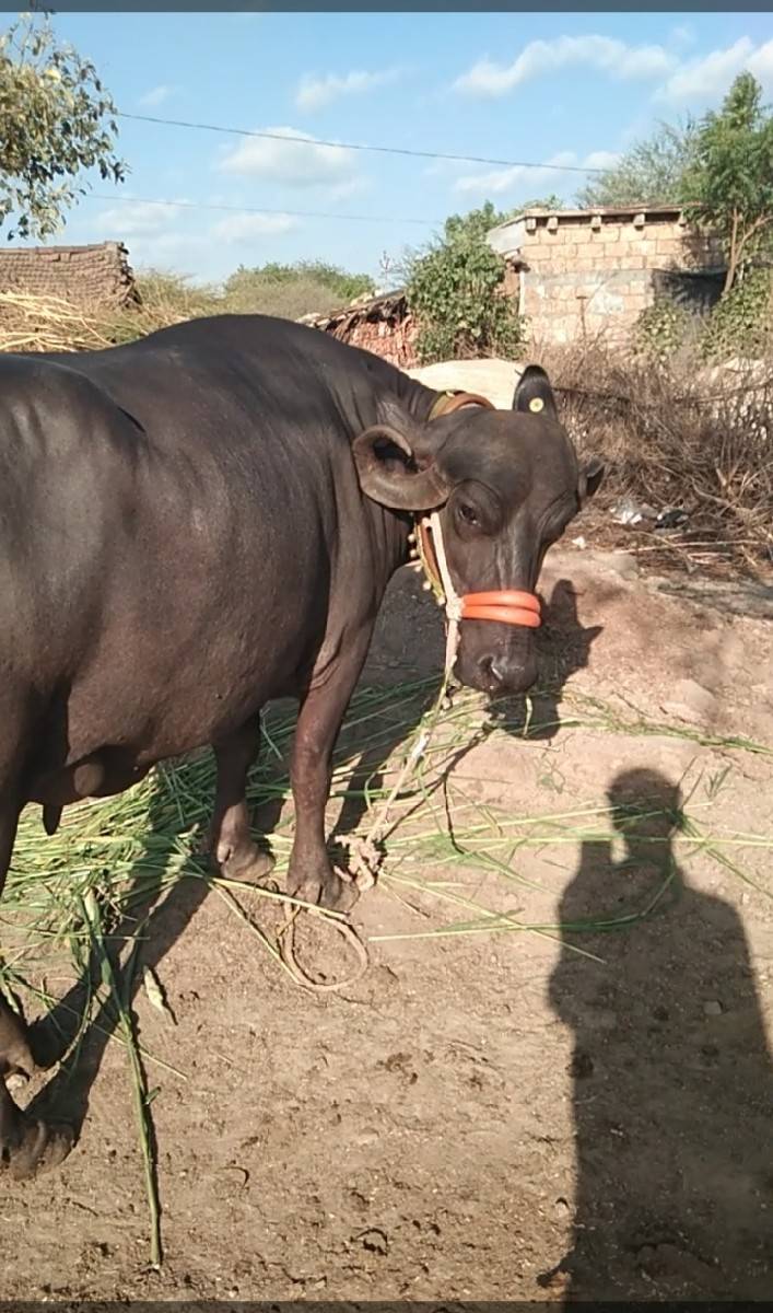 ભેંસ વેચવાની છે