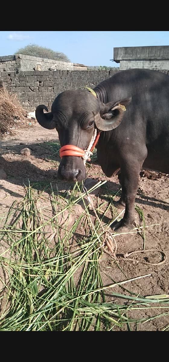 ભેંસ વેચવાની છે