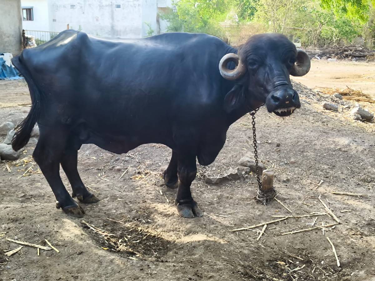 ભેસ વેચવાની છે