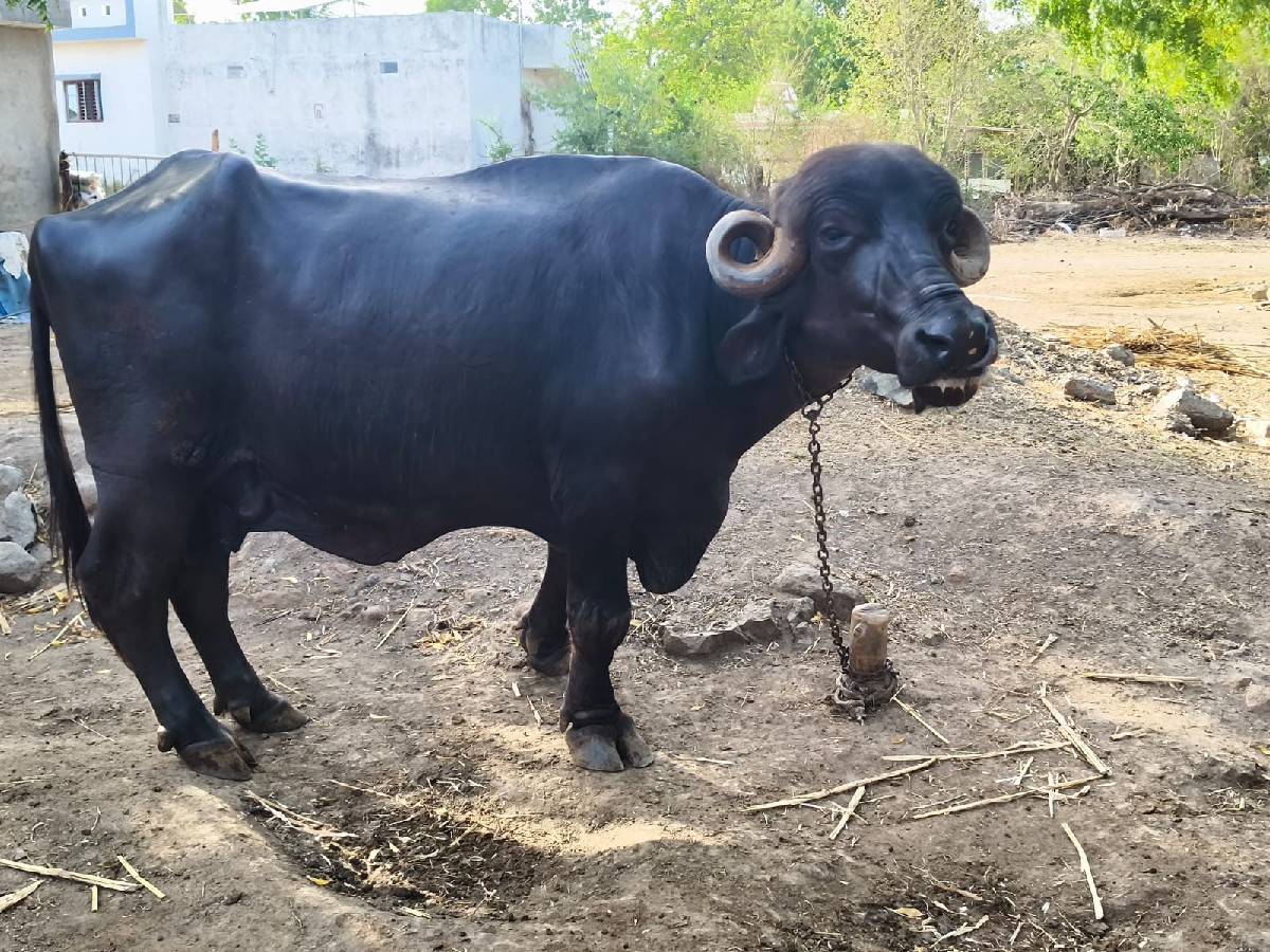 ભેસ વેચવાની છે
