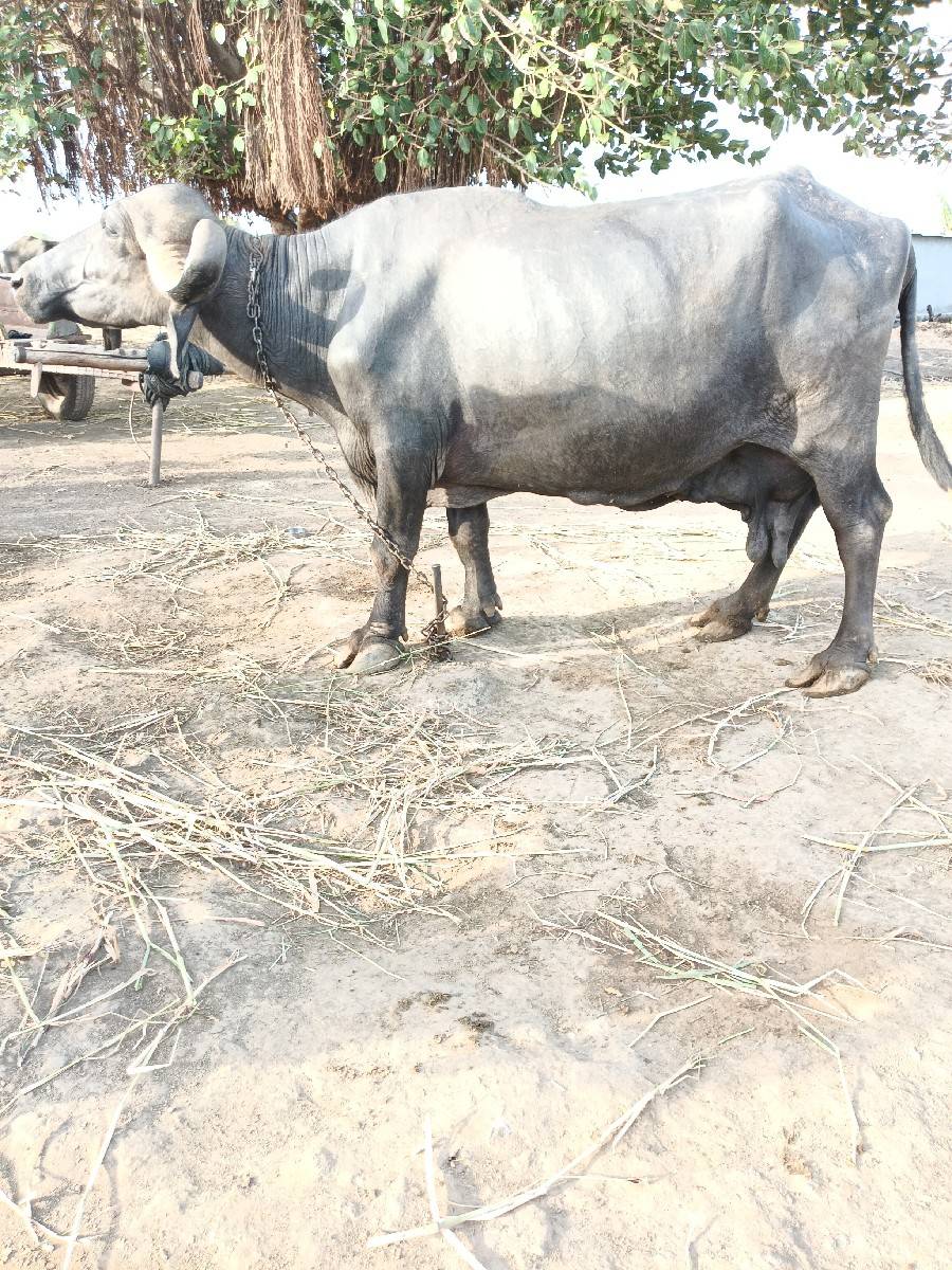 ભેંસ વેચવાની છે