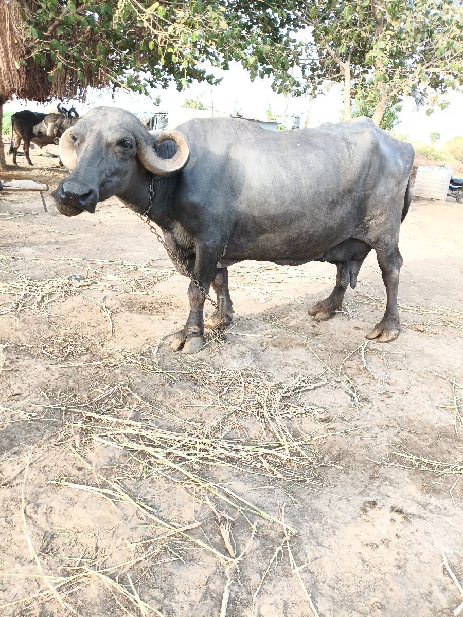 ભેંસ વેચવાની છે