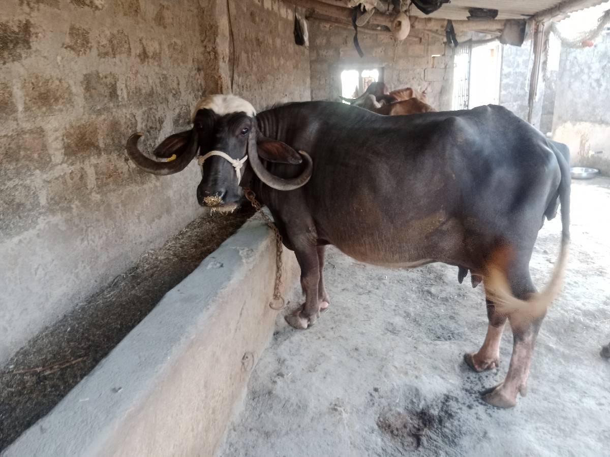 ભેંસ વેચવાની છે.