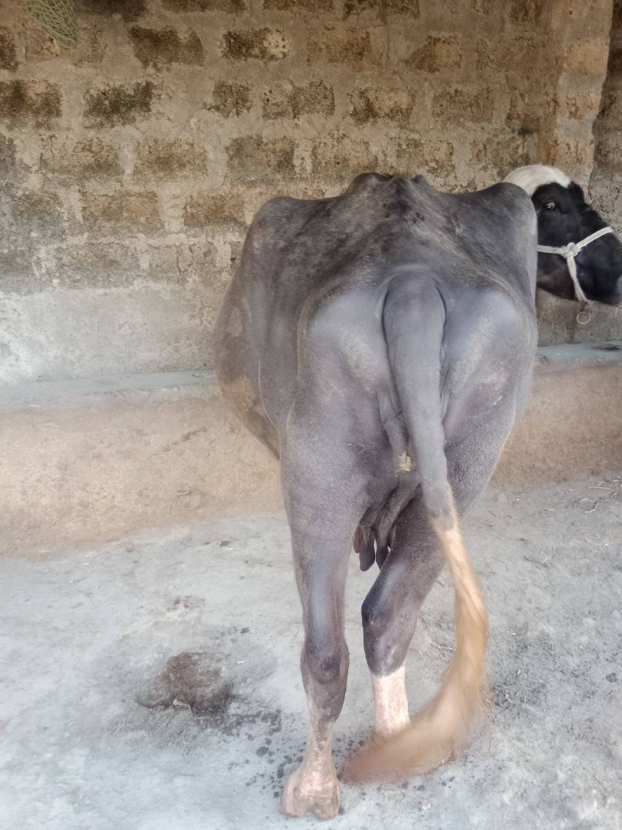 ભેંસ વેચવાની છે.