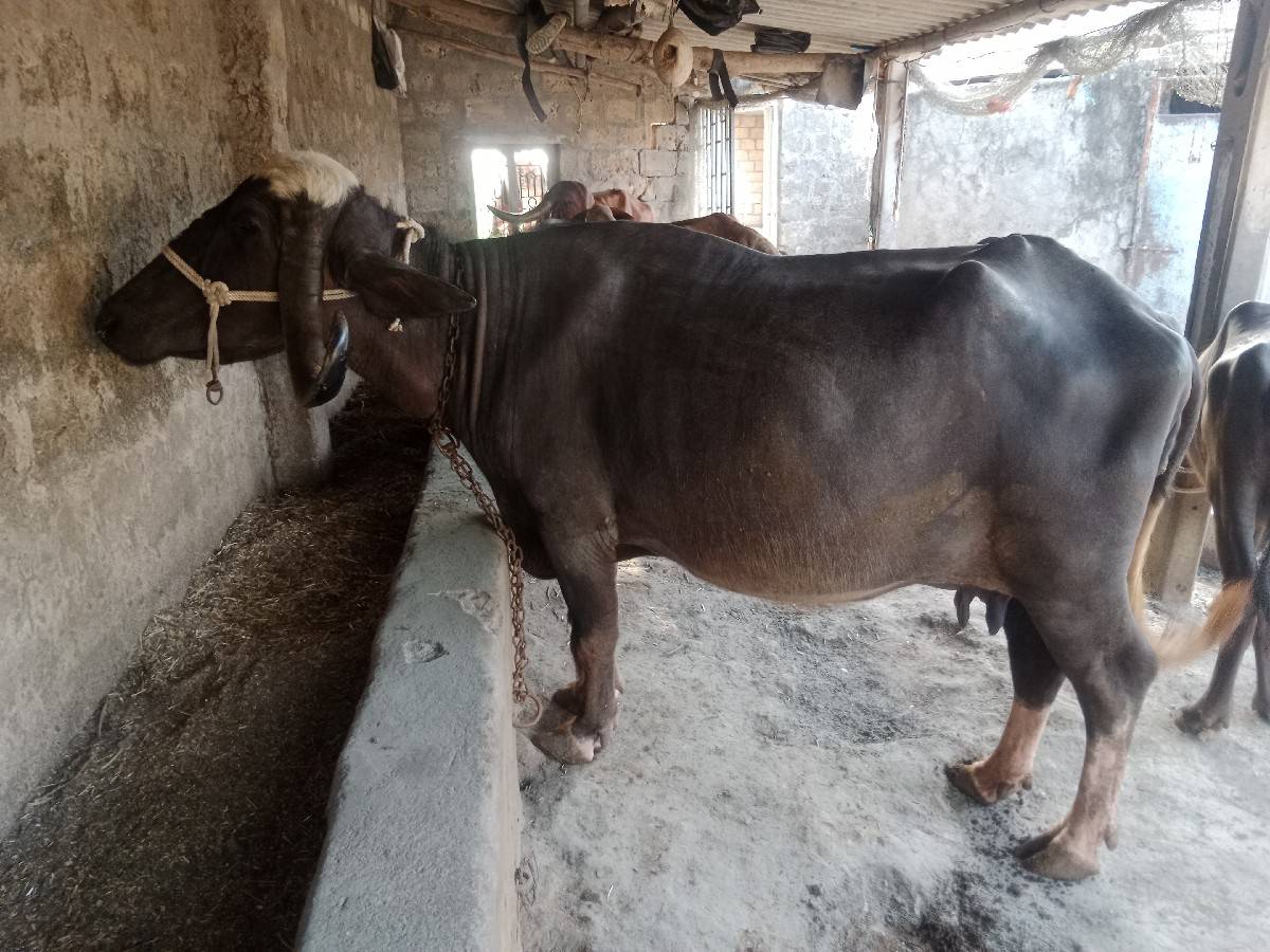 ભેંસ વેચવાની છે.