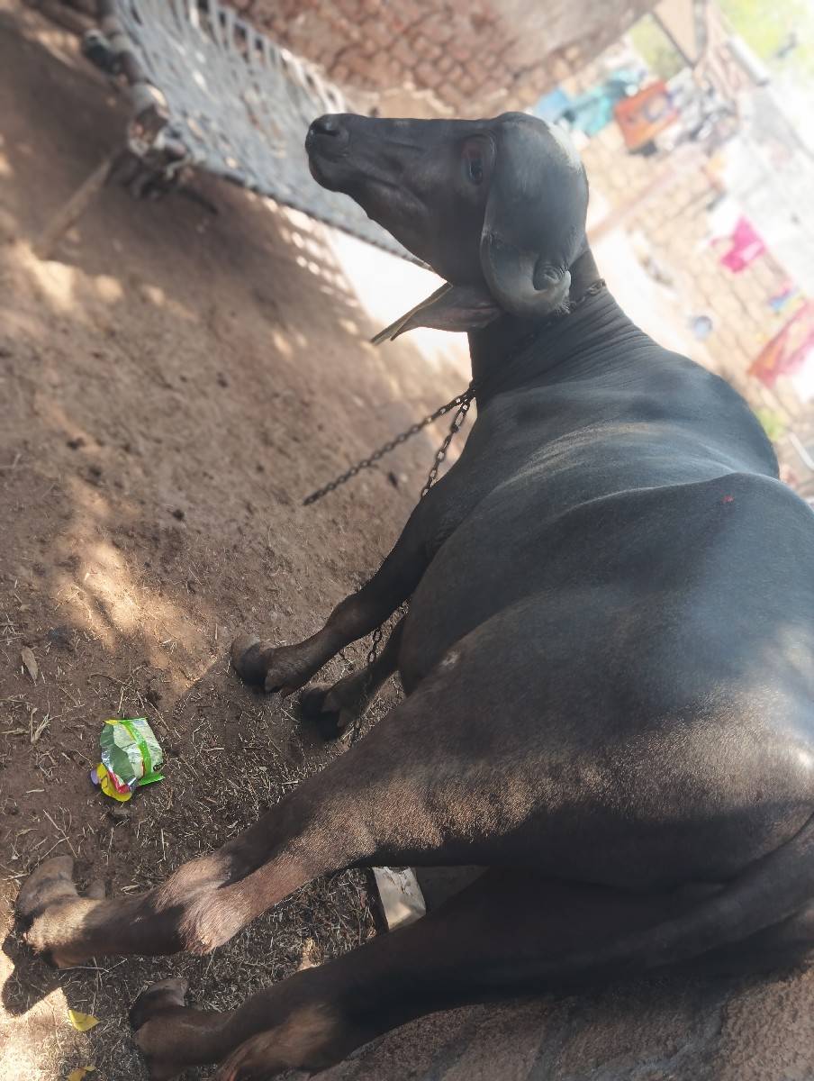 yah Kaun levani Hui phone kar do
