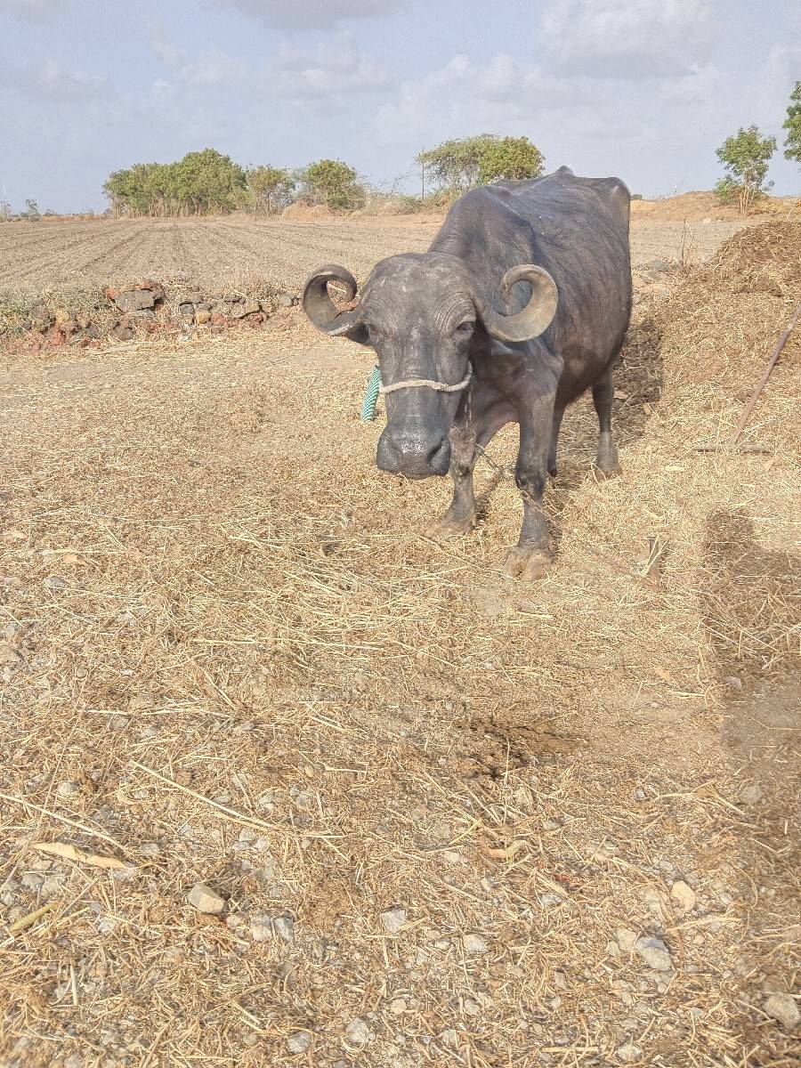 ભેંશ