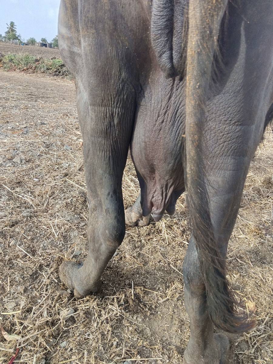 ભેંશ