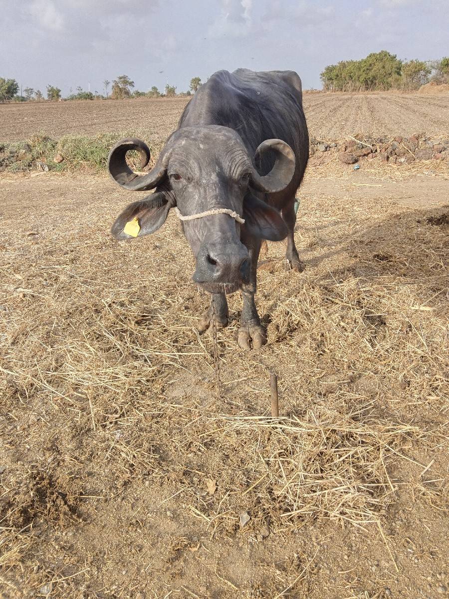 ભેંશ