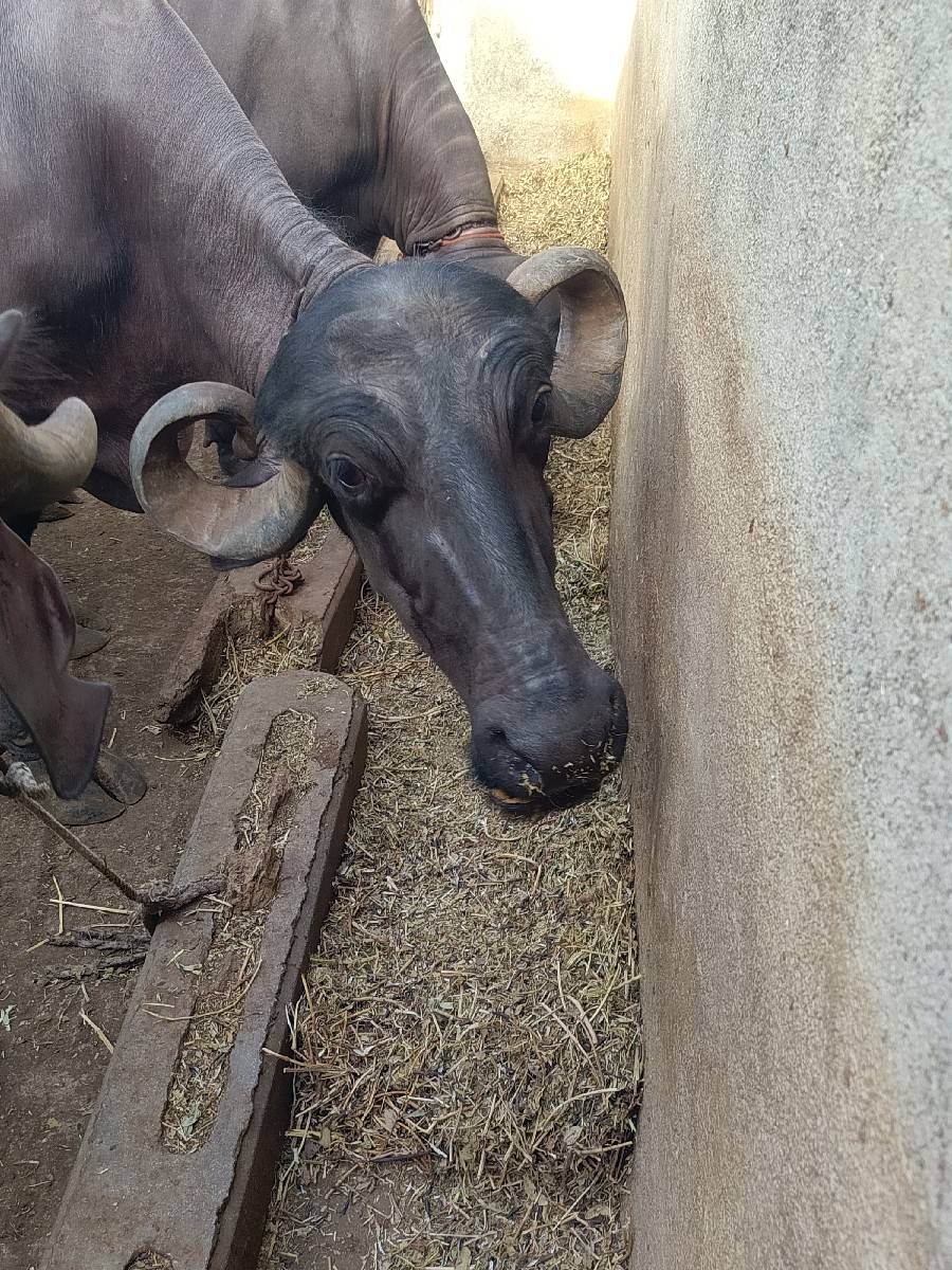 ભેંશ વેચવાની છે