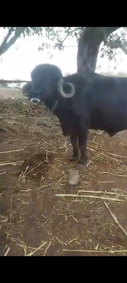 સવસોજી સે
