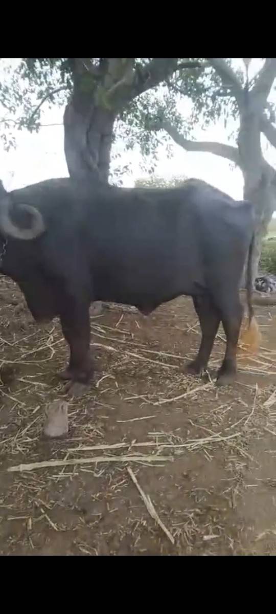 સવસોજી સે